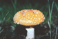 CD-Mushroom2