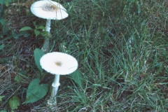 CD-Mushroom3