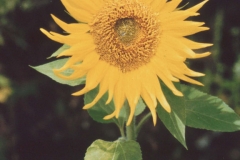 CD-Sunflower