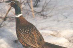 Ring-neck Pheasant