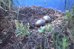 Loon Nest With Eggs
