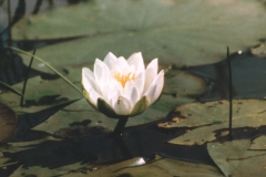A-WaterLilly