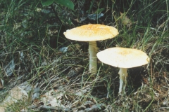 CD-Mushroom1