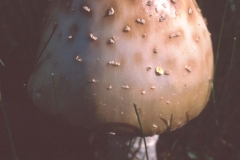 CD-Mushroom4